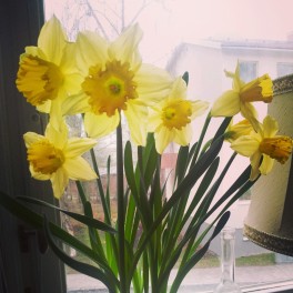Daffodils from my Mum.
